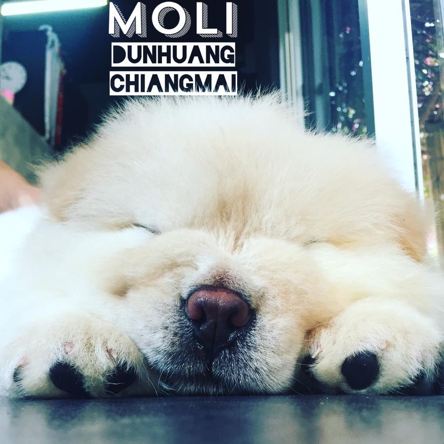 Chiangmai Moli Inn (Adults Only) 치앙마이 외부 사진