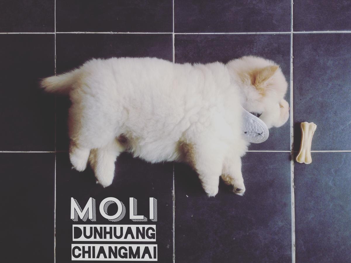 Chiangmai Moli Inn (Adults Only) 치앙마이 외부 사진
